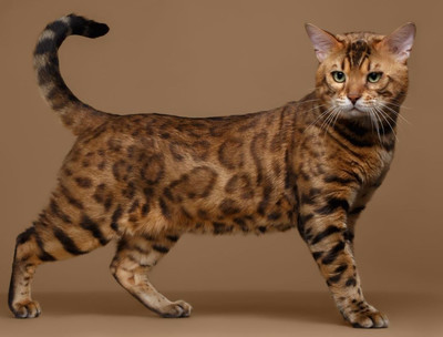 Купить котенка Бенгальской кошки