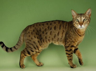 Котята Бенгальской кошки