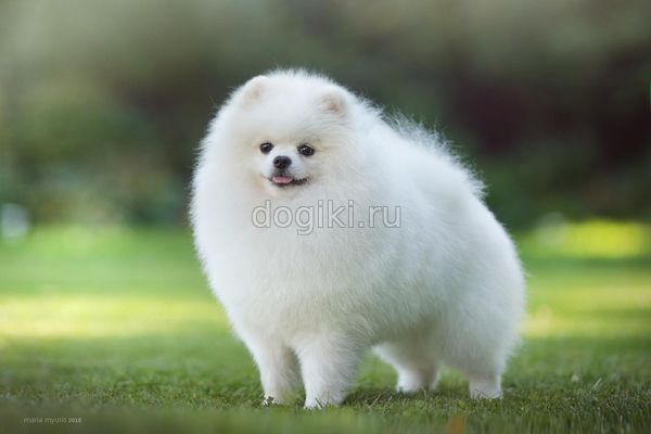 Фото - шикарный белоснежный кобель на вязку