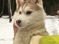 Продается щенок сибирской хаски