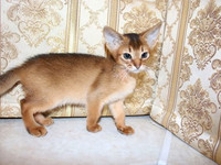Продаются котята абиссинцы