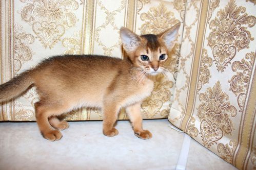Продаются котята абиссинцы