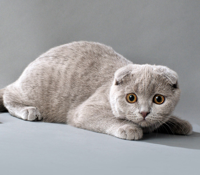 Фото - Шотландская вислоухая кошка или скоттиш-фолд (англ. Scottish Fold)