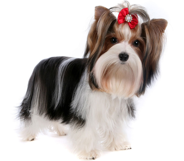 Бивер йоркширский терьер (Biewer Yorkshire Terrier) - изображение