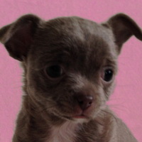 Dogiki